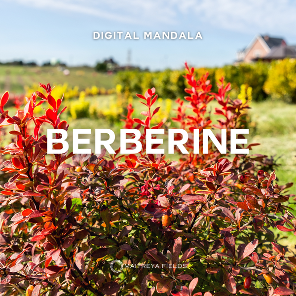Berberine (Experimental)